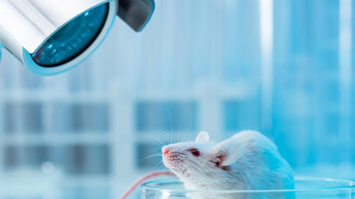 Animal experiments, what the new draft rules allow and what they mean for research