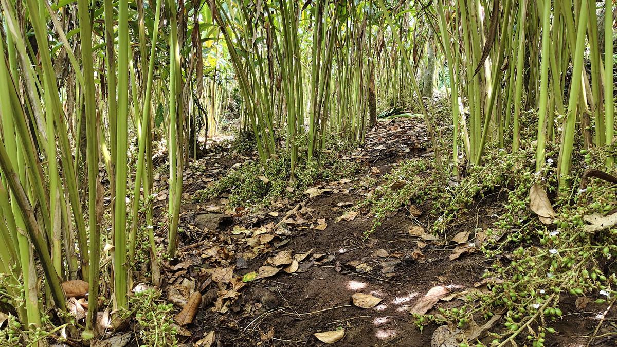 West Asia crisis triggers payment concern in Kerala’s cardamom sector