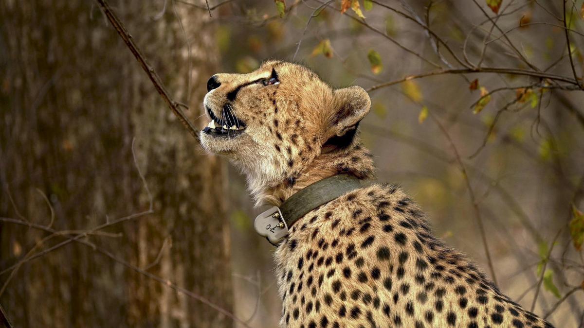 Two held over death of cheetah; firearm as yet untraced